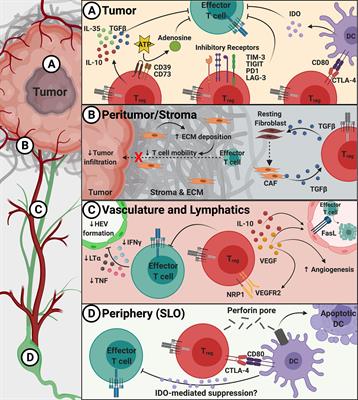 Regulatory T Cells: Barriers of Immune Infiltration Into the Tumor Microenvironment